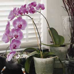 Phalaenopsis