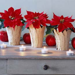 Small red poinsettias