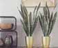 Sansevieria - mother-in-law's tongue