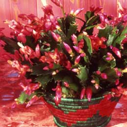 Christmas cactus 