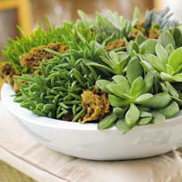 Senecio cultivars