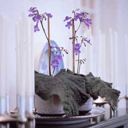 Streptocarpus wenlandii