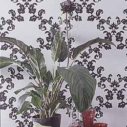 Tacca