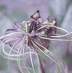 Tacca - bat plant