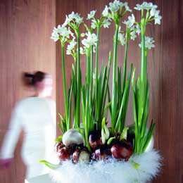 Spring bulbs