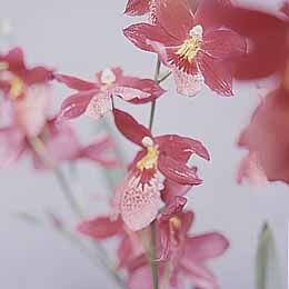 Vuylstekeara orchid