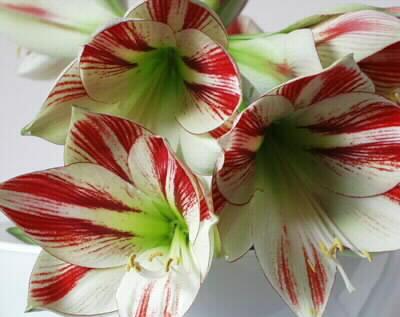 Amaryllis