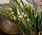 Cymbidium orchid