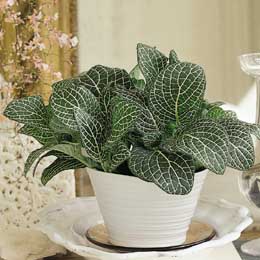 Fittonia