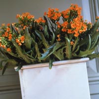 Kalanchoë blossfeldiana