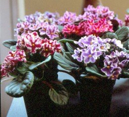 African Violet