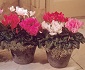 Cyclamen