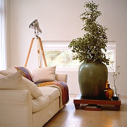 Ficus benjamina