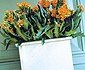 Kalanchoë 