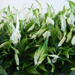 Peace Lily