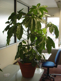 Schefflera