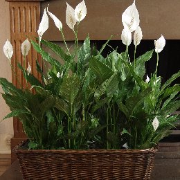 Spathiphyllum