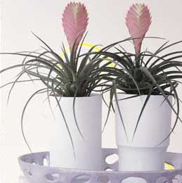 Tillandsia cyanea