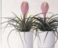 Tillandsia