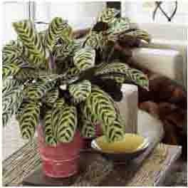 Calathea amabilis