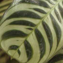 Calathea amabilis leaf