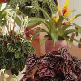 Grouping of Peperomias,  Vriesea 'Charlotte' and Calathea amabilis in the background.