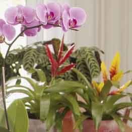 Group your plants: moth orchid,  vriesea 'Christiane' and 'Charlotte' and calathea amabilis in background.