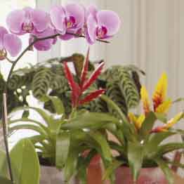 Phalaenopsis , Vrieseas 'Charlotte' & 'Christiane' with Calathea in background