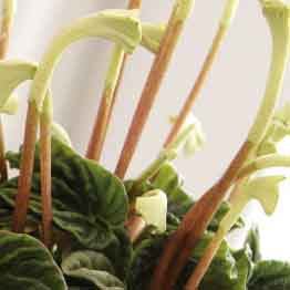 Peperomia 'Lilian' close-up