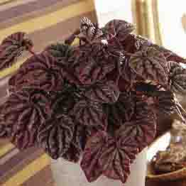 Peperomia caperata 'Red Luna' almost identical to 'Schumi Red'