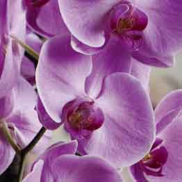 Moth orchid close-up