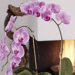 Phalaenopsis (moth orchid)