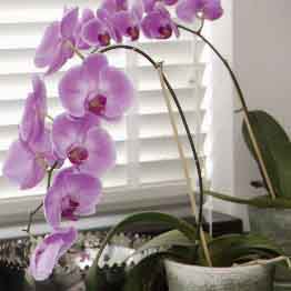 Phalaenopsis on window ledge